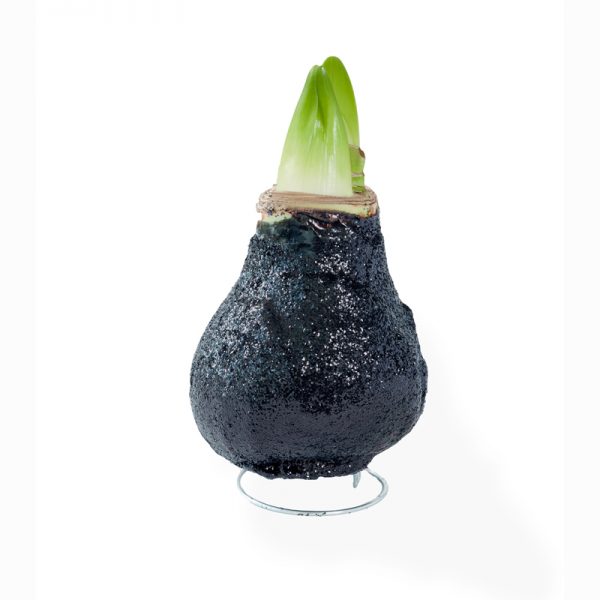 gewaxte amaryllis zwart enkel