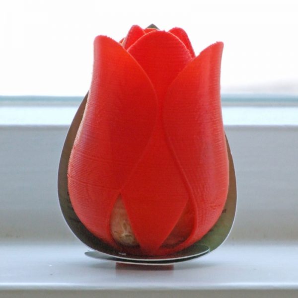 tulp sorbet rood voorkant