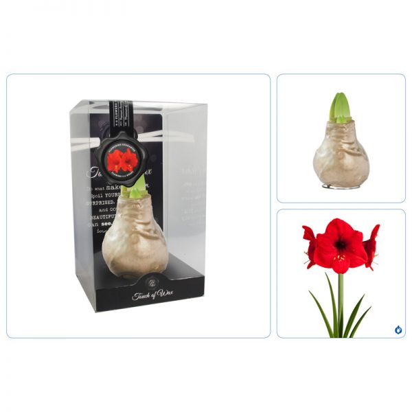 Touch of Wax Amaryllis Goud Gloss