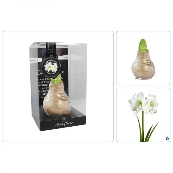 Touch of Wax Amaryllis Goud Gloss (wit)