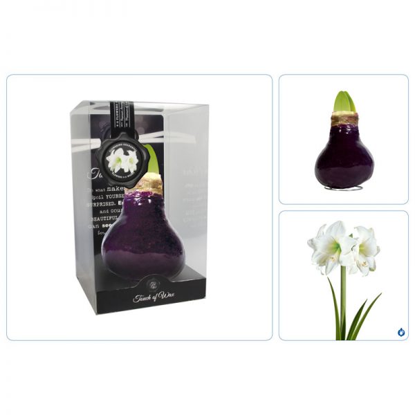 Touch of Wax Amaryllis Burgundy Gloss (wit)