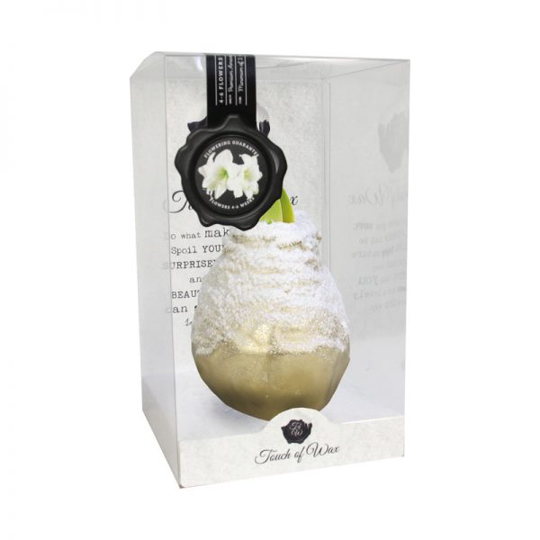 Touch of Wax Amaryllis Goud Snow (wit)