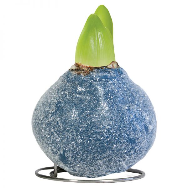 Touch of Wax Amaryllis Chrystal Blauw Glamour product foto