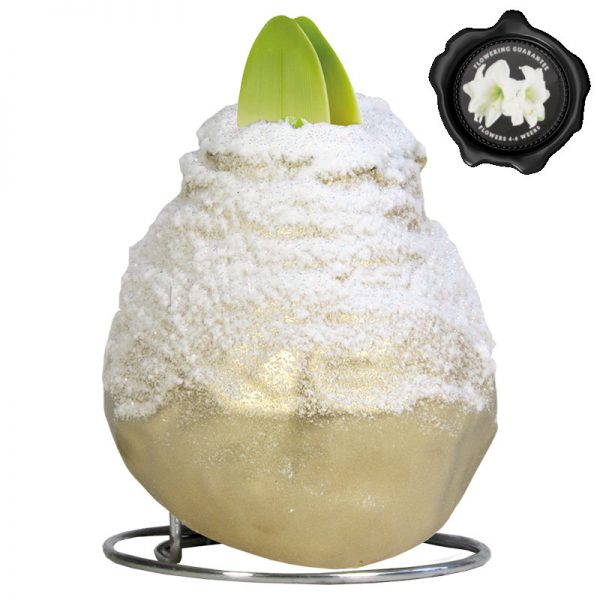 Touch of Wax Amaryllis Goud Snow (wit)