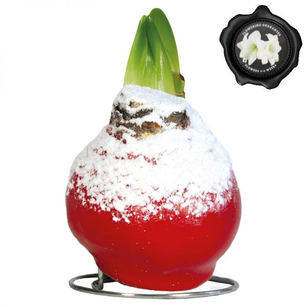 Touch of Wax Snow Amaryllis Kerst-Rood (wit)