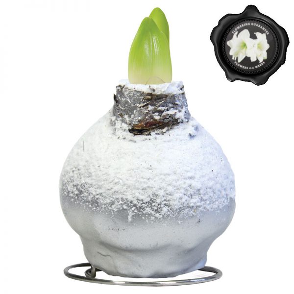 Touch of Wax Amaryllis Zilver Snow
